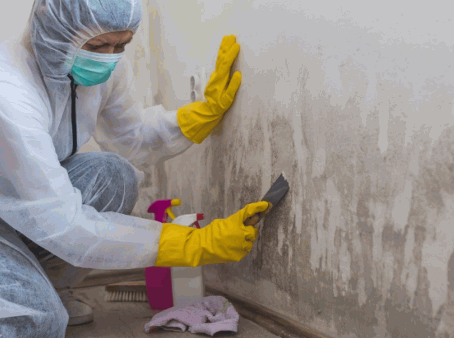 Affects The Cost Of Mould Removal