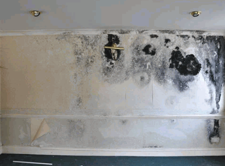 Black Mould Dangerous