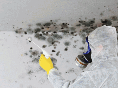 Mould Removal Cost