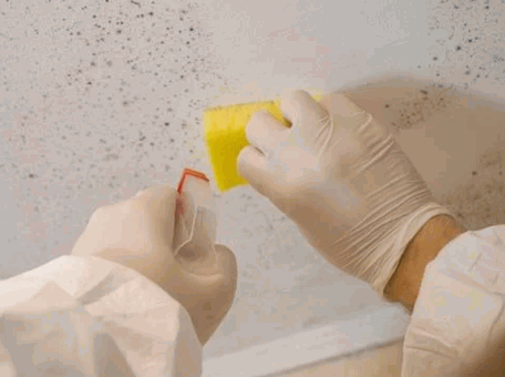 Mould Removal