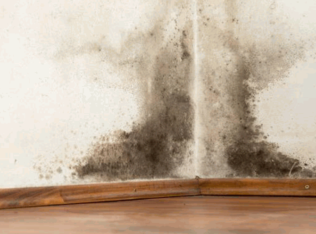 Mould can penetrate plasterboard